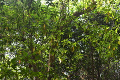 Elaeocarpus munronii